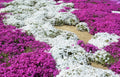 White Magic Creeping Thyme Seeds - Heirloom Ground Cover