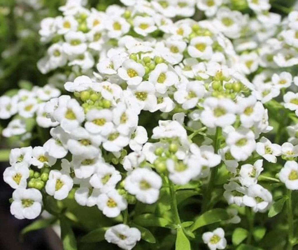 White Magic Creeping Thyme Seeds - Heirloom Ground Cover